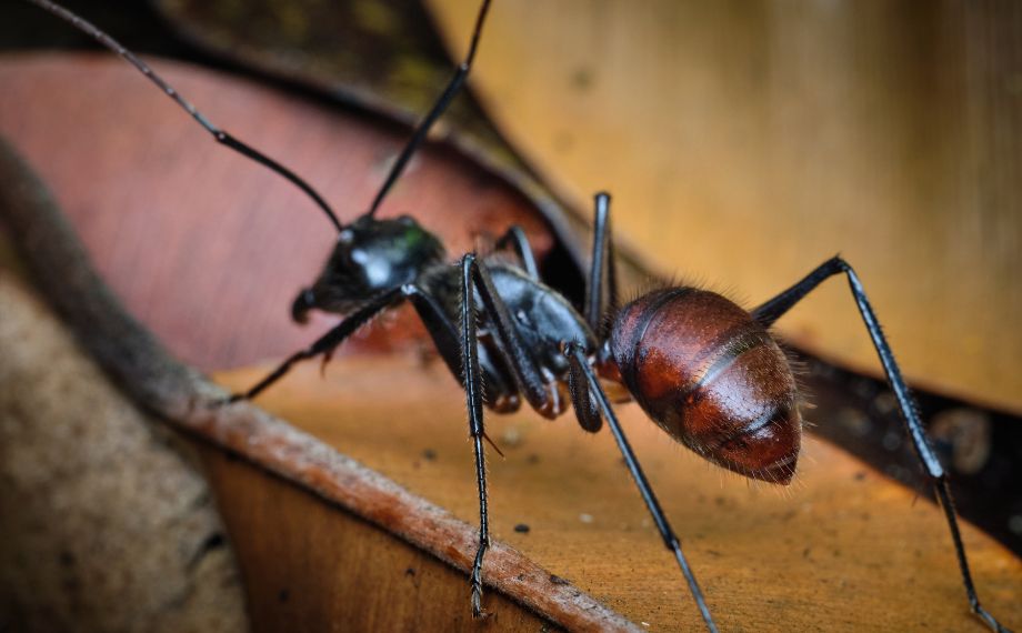největší mravenec na světě Dinomyrmex gigas